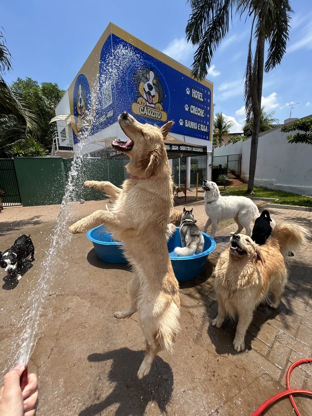 Área aberta — pets brincando na área externa