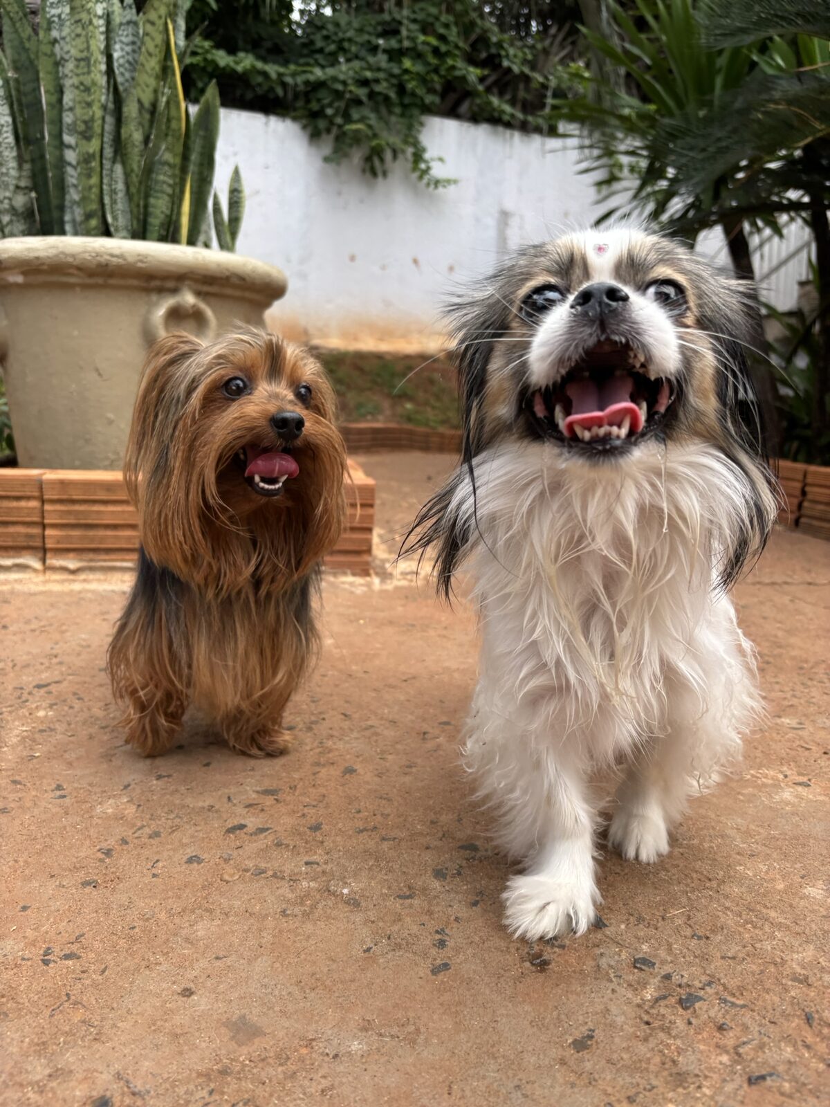 Pets em atividade — rotina de socialização